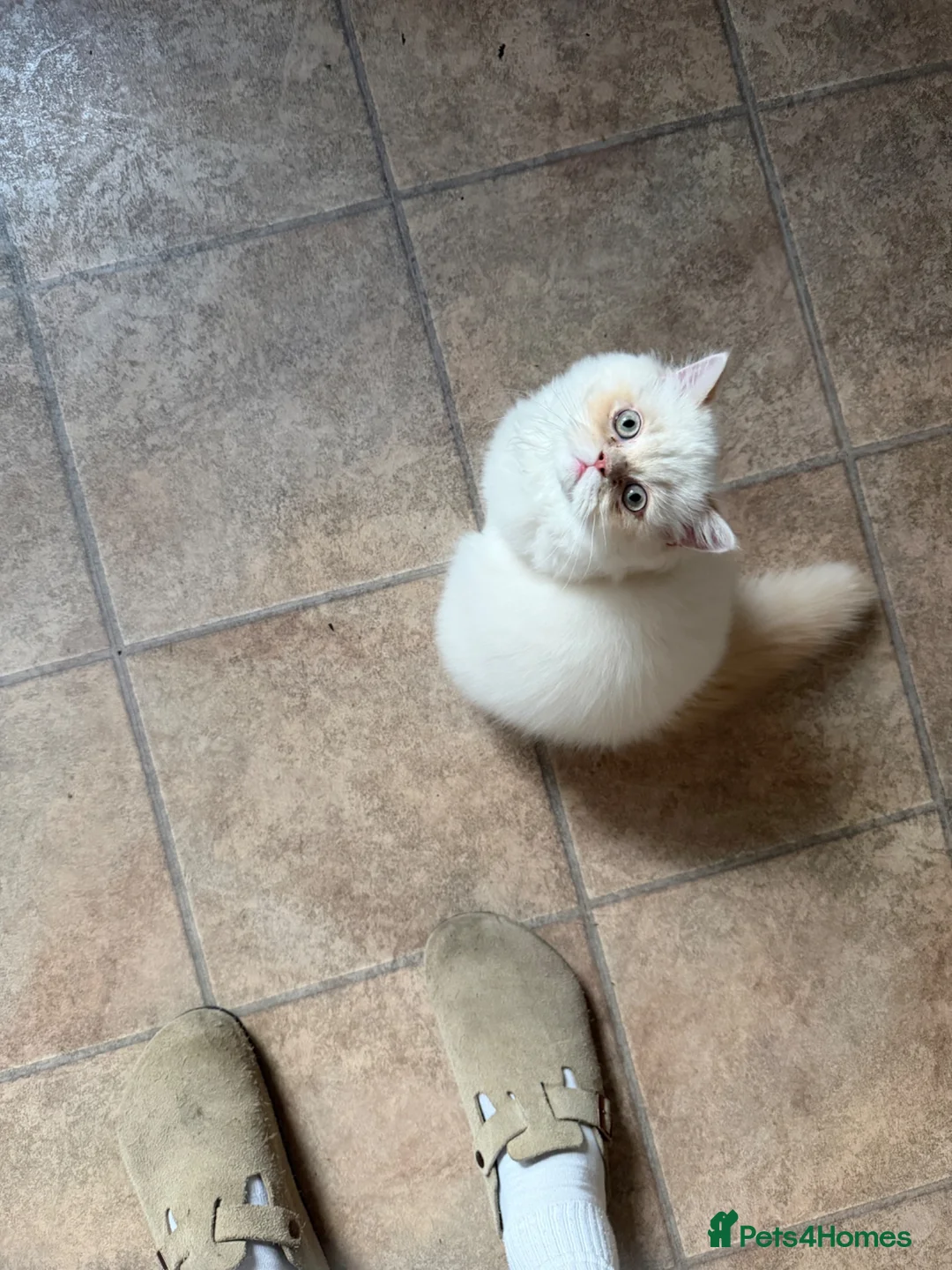 Persian cats for sale: 2 Persian doll face kittens  - Advert 1