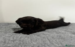 Cocker Spaniel dogs for sale: 4 beautiful cocker spaniel pups for sale - Image 7