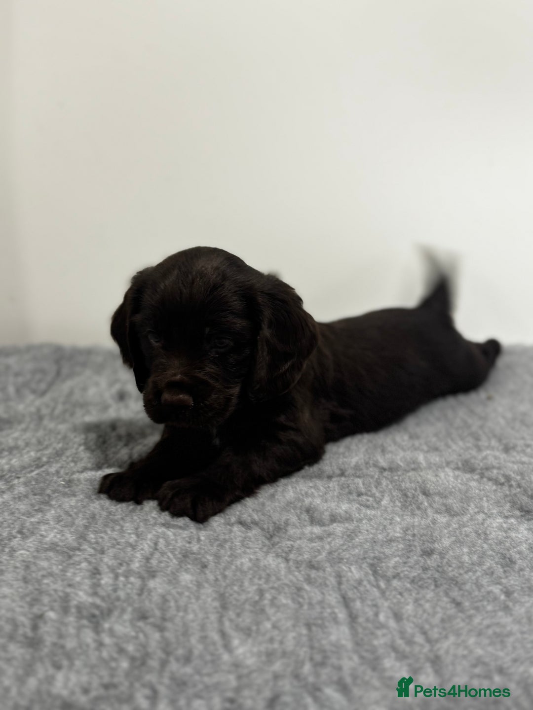 Cocker Spaniel dogs for sale: 4 beautiful cocker spaniel pups for sale - Image 7