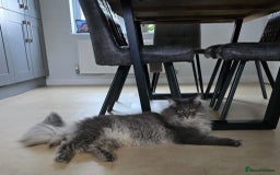 Maine Coon cats for sale: 1 mainecoon and 1 siberian/ mainecoon for sale   - Image 3