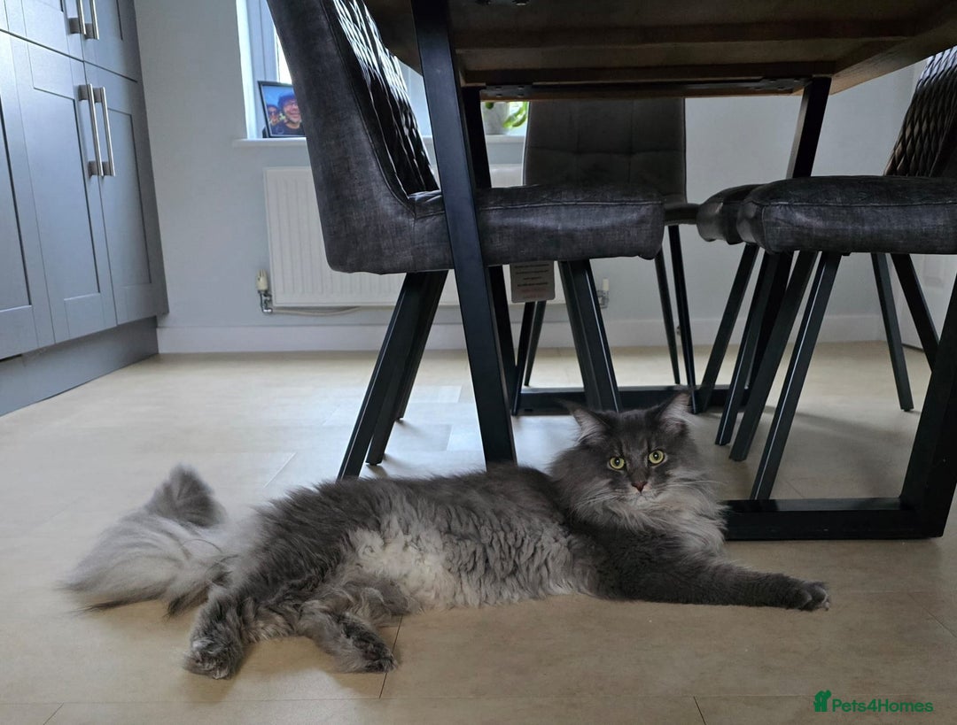 Maine Coon cats for sale: 1 mainecoon and 1 siberian/ mainecoon for sale   - Image 3