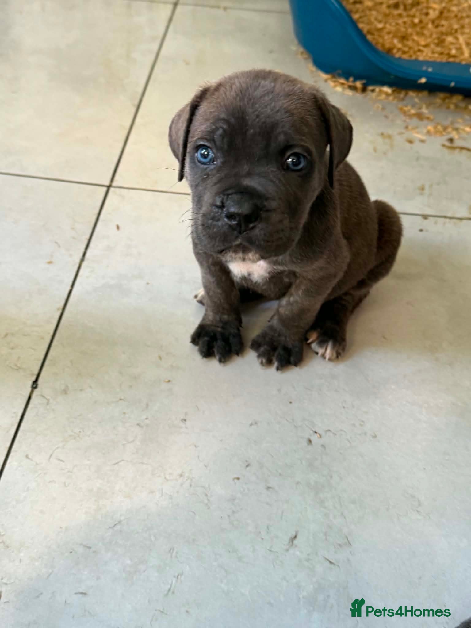 Cane Corso dogs Stunning cane corso 🐶 - Advert 1