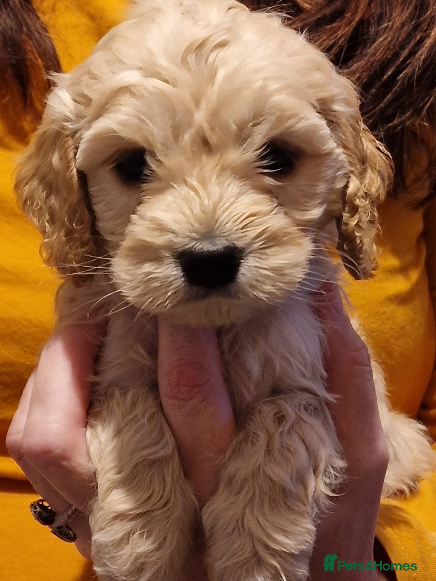 Cockapoo dogs GORGEOUS F1B cockapoos, 1 boy, 1 girl🥰 - Advert 1