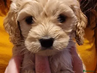 Cockapoo dogs GORGEOUS F1B cockapoos, 1 boy, 1 girl🥰 - Advert 10