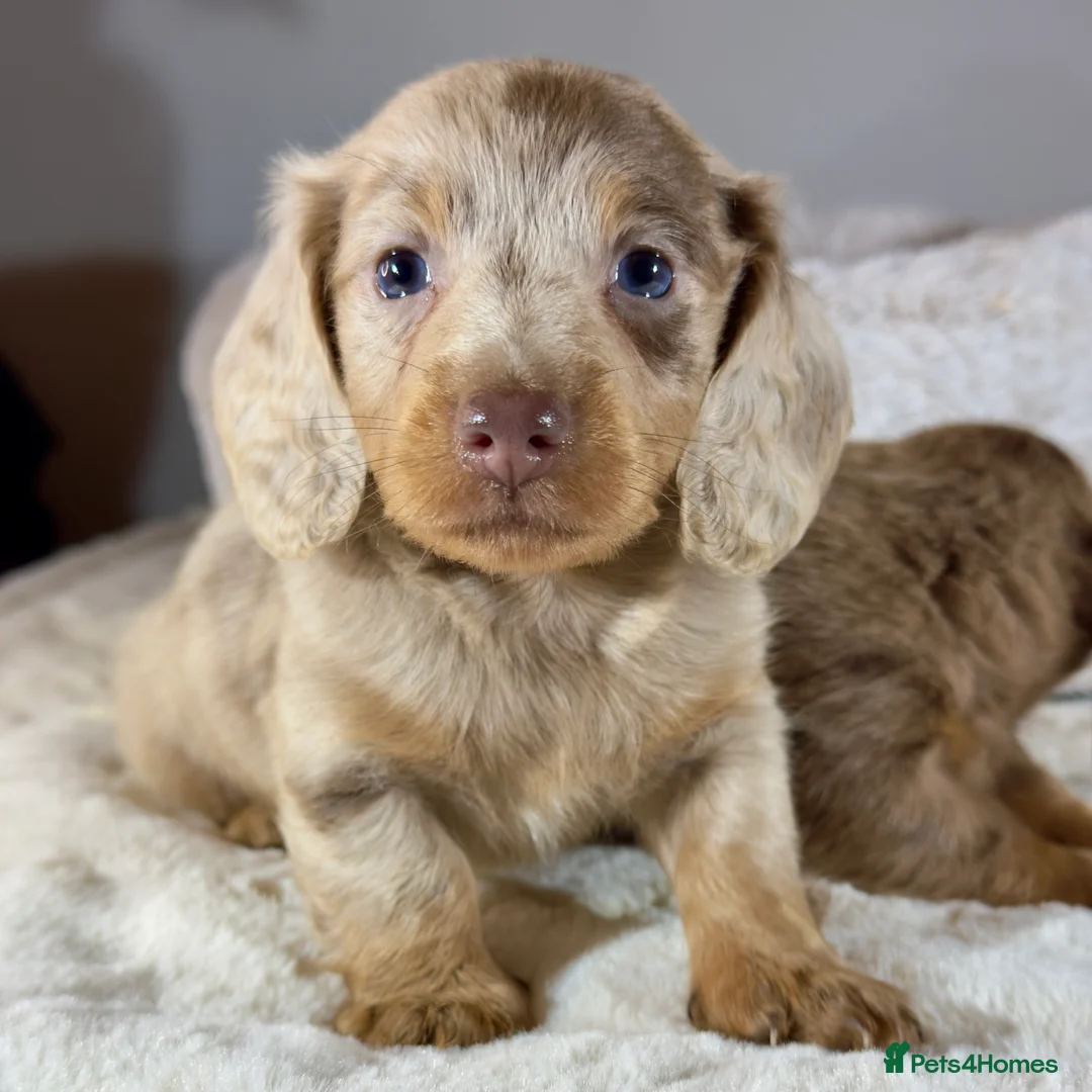 Miniature Dachshund dogs for sale: Long Hair Dachshund miniature Dapple - Advert 11