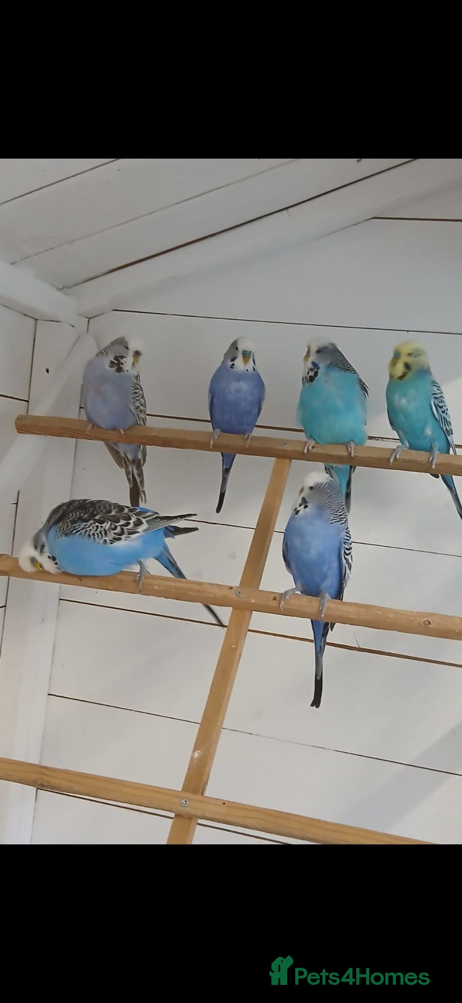Budgerigars birds Adult budgies ready now !!!! Don't miss out  - Advert 1