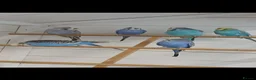 Budgerigars birds for sale: Adult budgies ready now !!!! Don't miss out  in Colchester - Advert 1