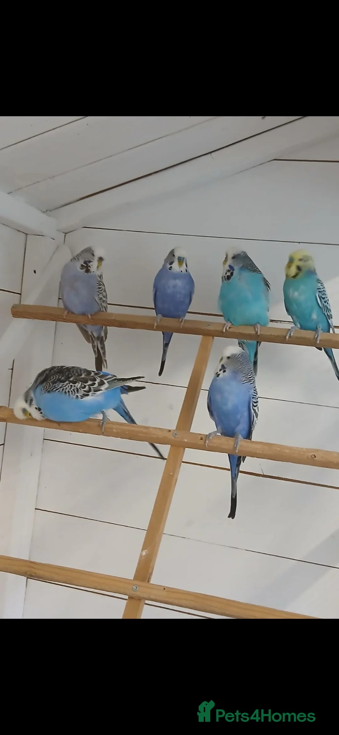 Budgerigars birds for sale: Adult budgies ready now !!!! Don't miss out  in Colchester - Advert 1
