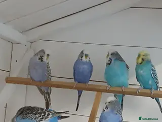 Budgerigars birds Adult budgies ready now !!!! Don't miss out - Advert 1