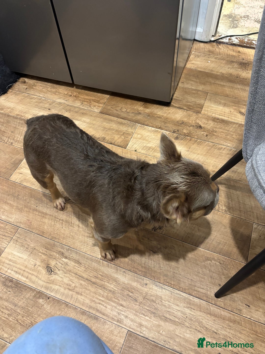 French Bulldog dogs for stud: Fluffy French bulldog (lion Maine) - Image 6