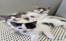Domestic Shorthair cats for sale: 3 kittens kittens  - Image 2