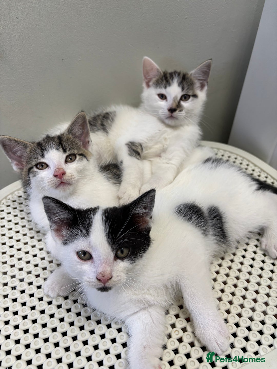 Domestic Shorthair cats for sale: 3 kittens kittens  - Image 2