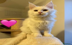 Maine Coon cats for sale: Large Maine coon kittens  - Advert 3