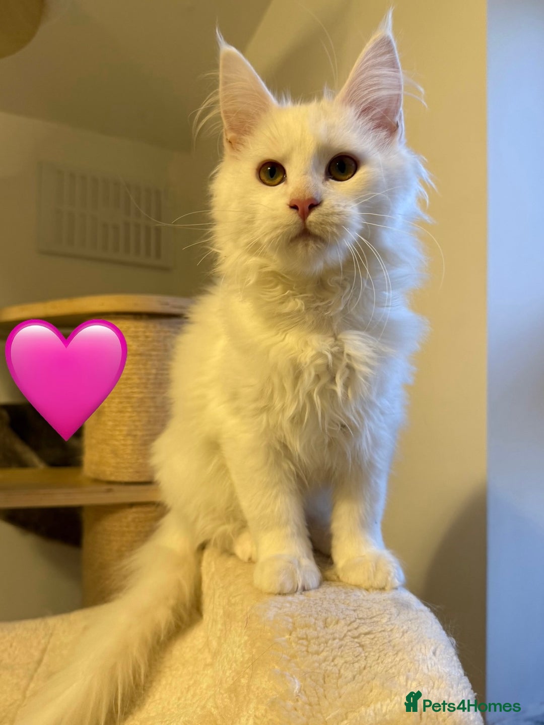 Maine Coon cats for sale: Large Maine coon kittens  - Advert 3