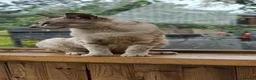Mixed Breed cats for adoption: Meet Pip 🐾  - Advert 6