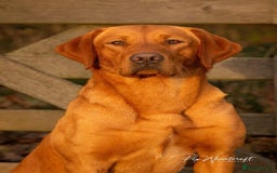 Labrador Retriever dogs for sale: Working Labrador Puppies - Image 7