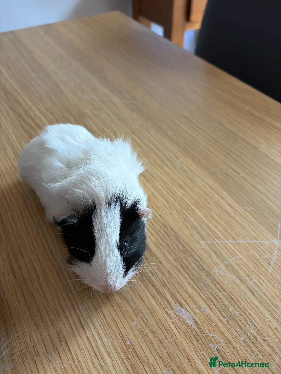 Guinea Pig rodents for sale: 2 Male Guinea Pigs (7 weeks old) - Advert 6