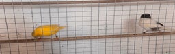 Canaries birds for sale: Fife canaries  - Advert 3