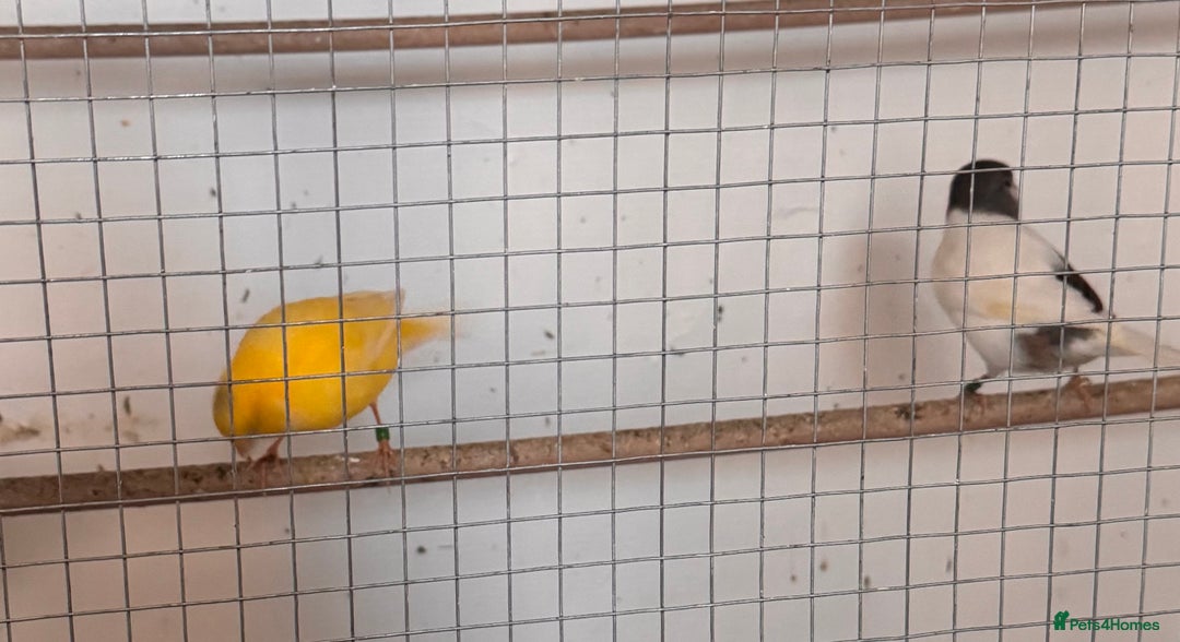 Canaries birds for sale: Fife canaries  - Advert 3