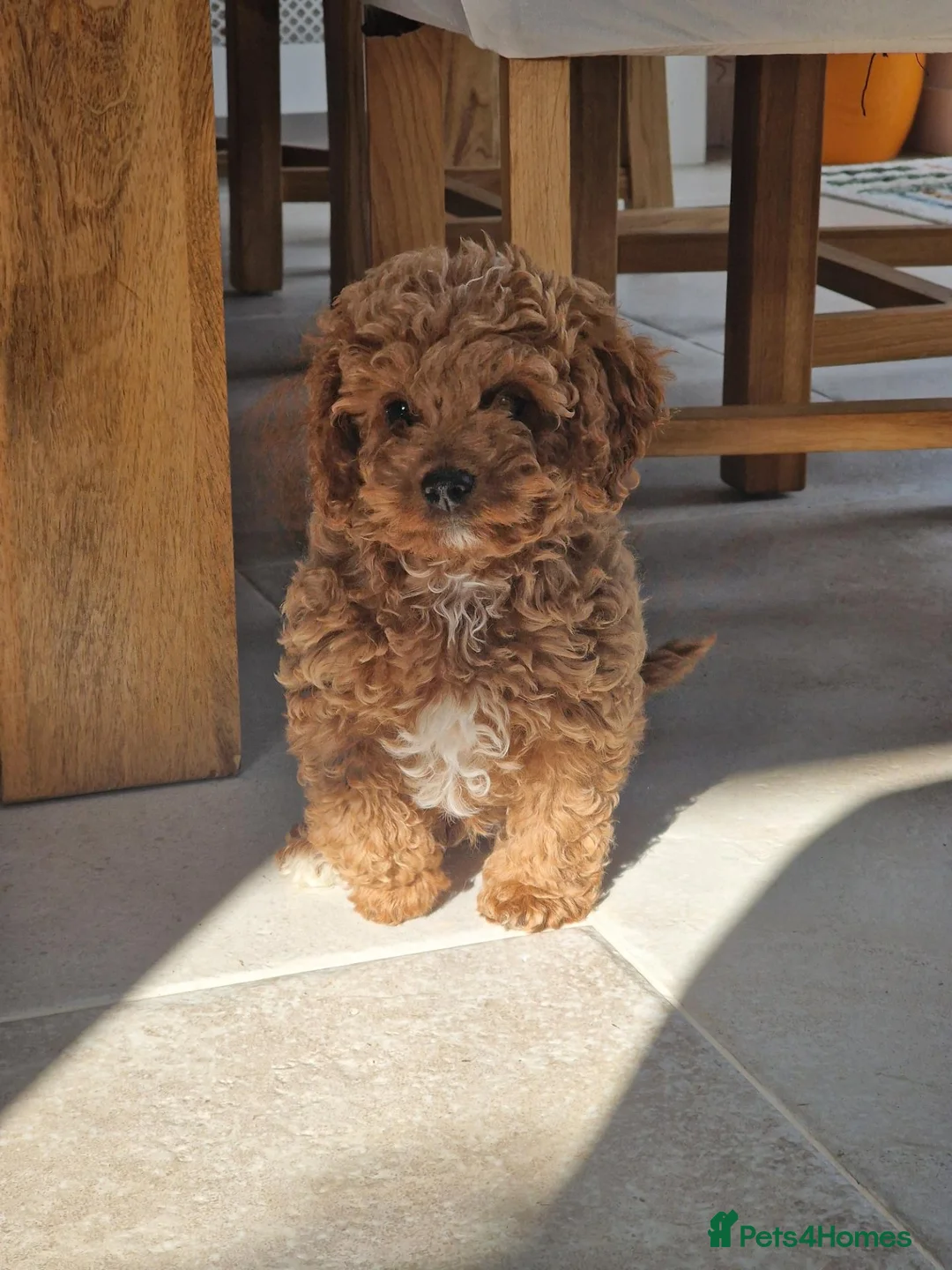Cavapoo dogs for sale: Cavapoo Red F1b puppies  - Advert 2