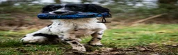 English Springer Spaniel dogs for stud: Exciting English Springer Spaniel for Stud - Advert 4