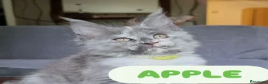 APPLE Pet only!