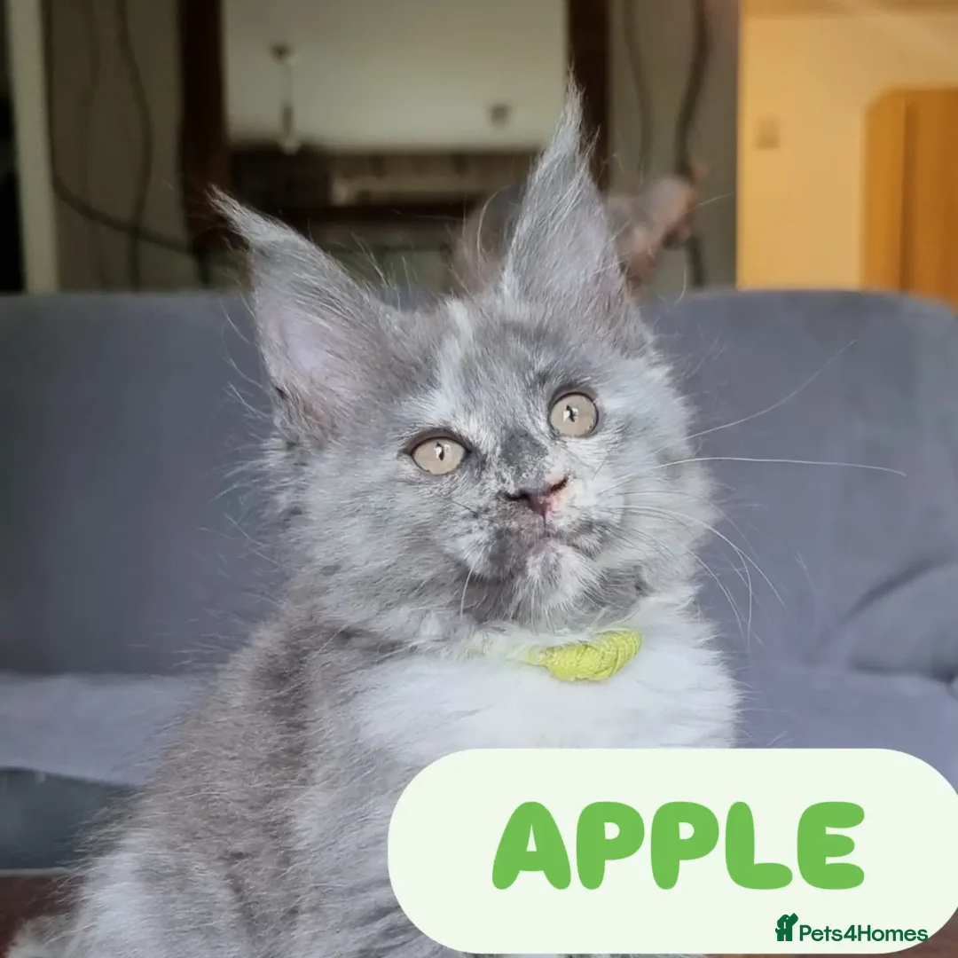 Maine Coon cats for sale: Amazing XXL ACTIVE TICA REGISTER READY NOW! - Advert 19
