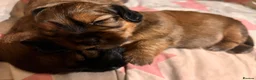Mixed Breed dogs for sale: Miniature Daschund x 1/8th Border Terrier Puppies in Grantham - Advert 5