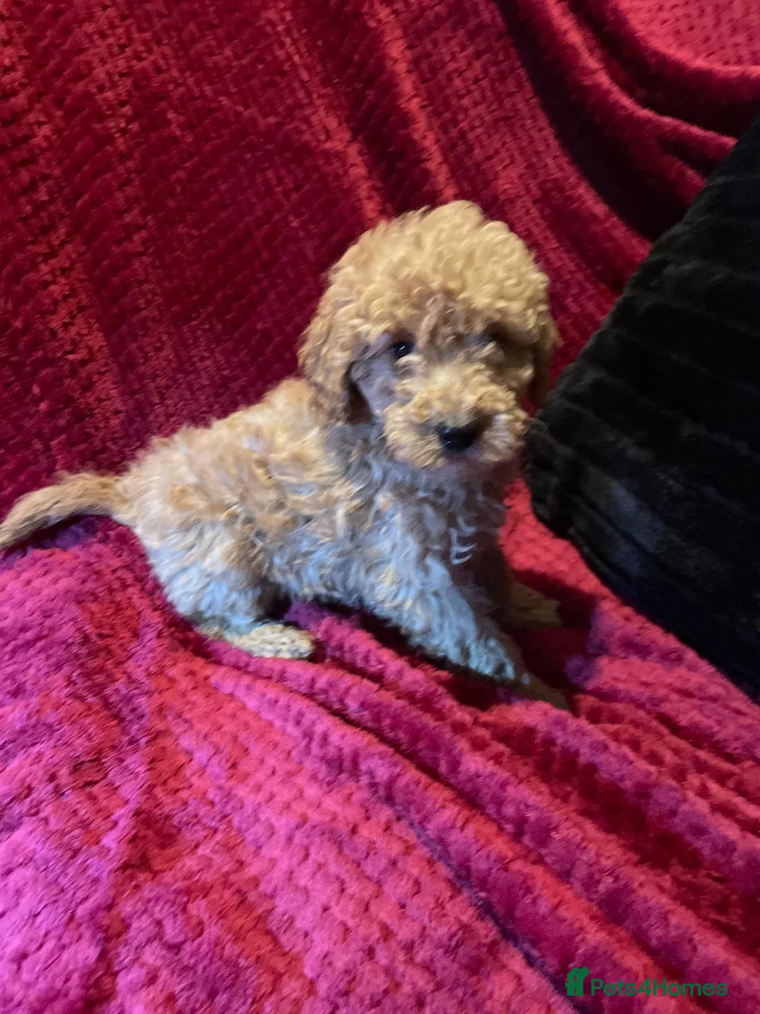 Cavapoo dogs for sale: Cavapoo puppies  - Advert 6