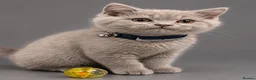British Shorthair cats for sale: BEAUTIFUL LILAC British Shorthair. - Advert 1