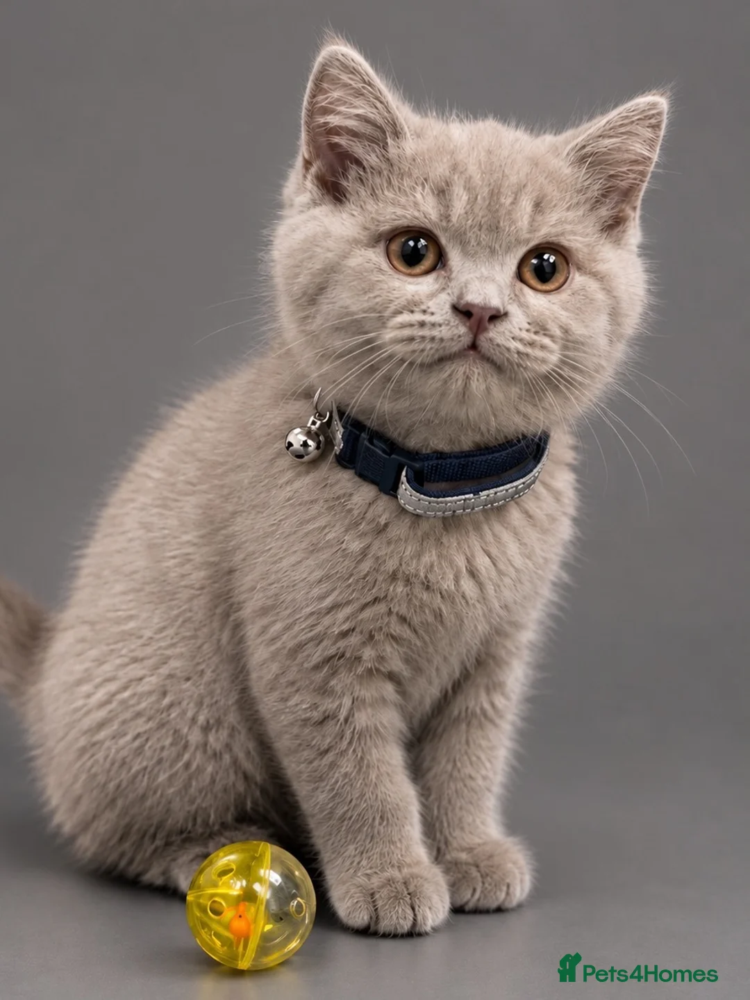 British Shorthair cats for sale: BEAUTIFUL LILAC British Shorthair. - Advert 1