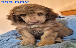 Standard Poodle dogs for sale: KC reg Brown Parti & phantom Standard Poodle pups - Image 6