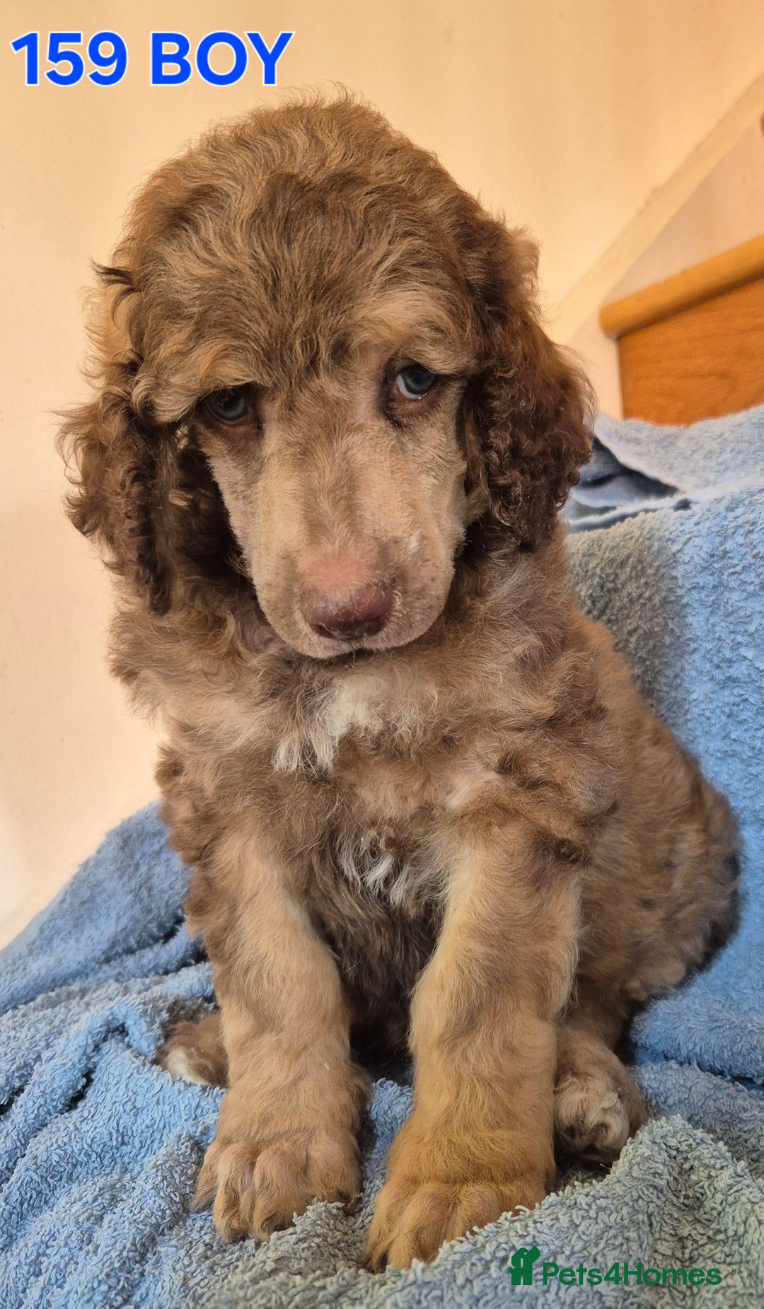 Standard Poodle dogs for sale: KC reg Brown Parti & phantom Standard Poodle pups - Image 6