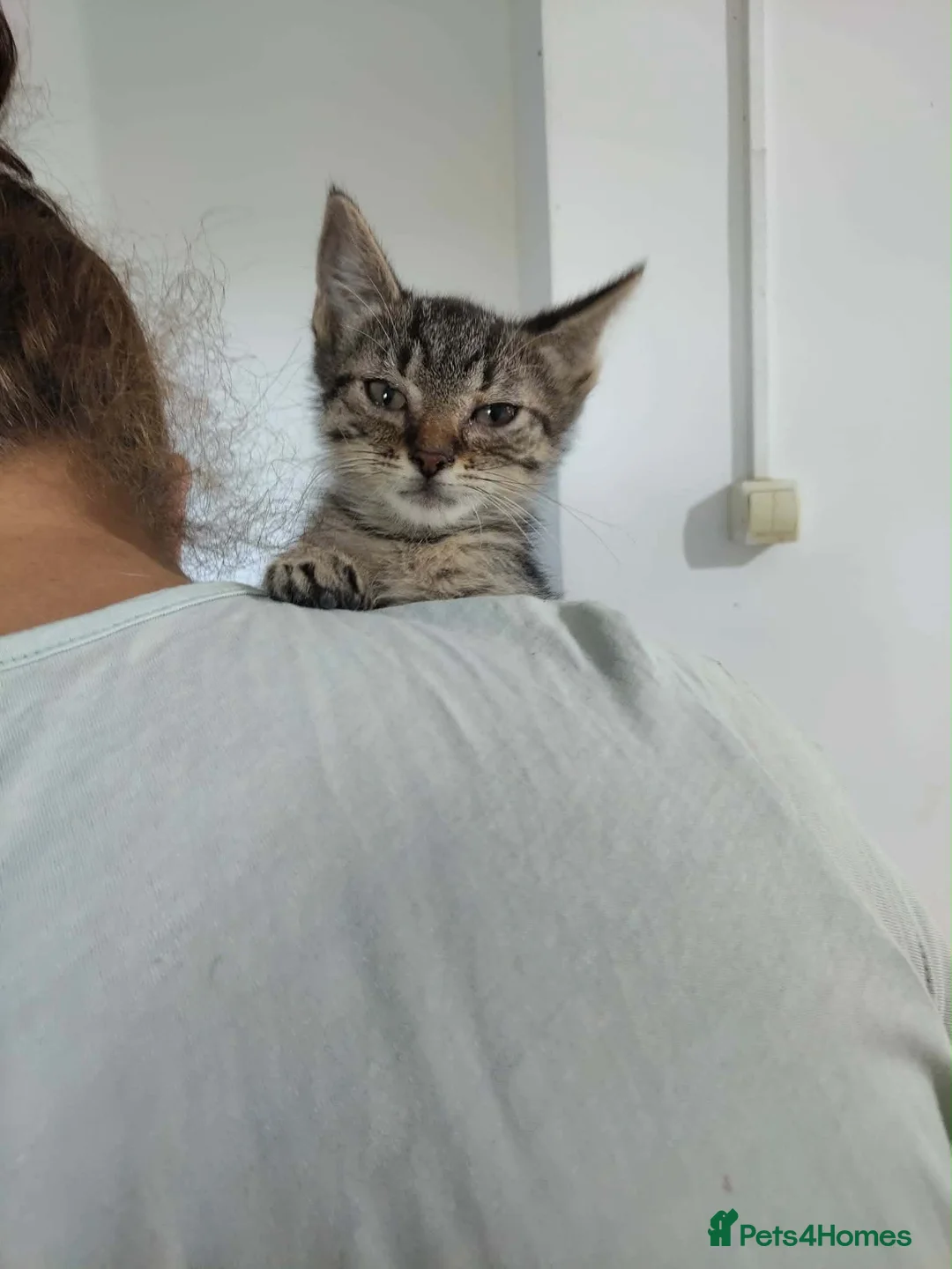 Mixed Breed cats for adoption: Jaimie - deva Romania  - Advert 6