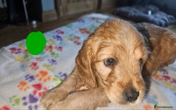 Cockapoo dogs for sale: Cockerpoo  - Image 16
