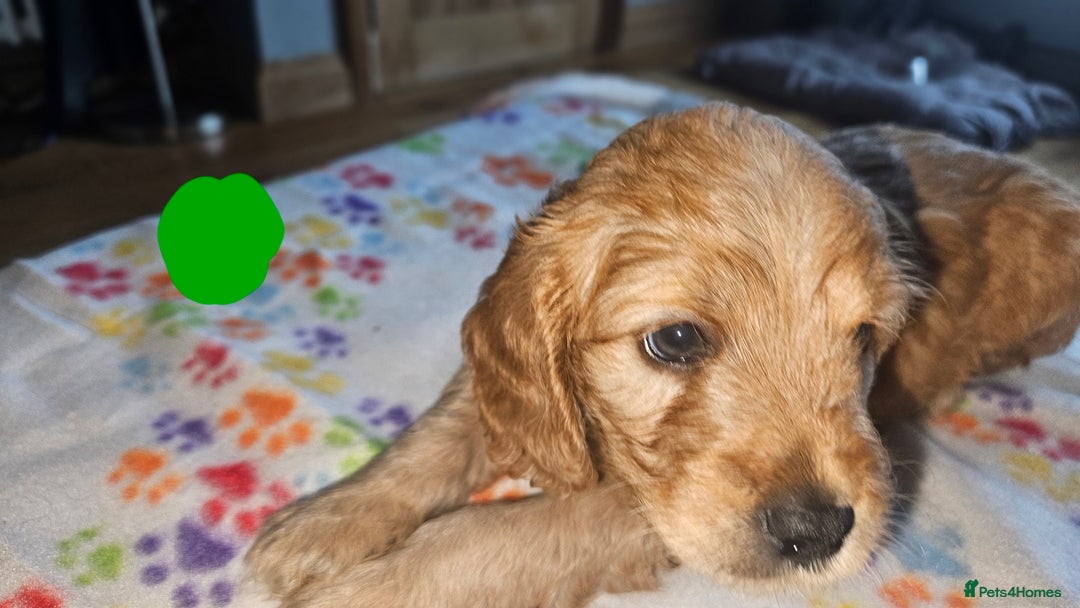 Cockapoo dogs for sale: Cockerpoo  - Image 16