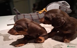 Miniature Dachshund dogs for sale: MINIATURE DASCHUND BOYS  - Advert 10
