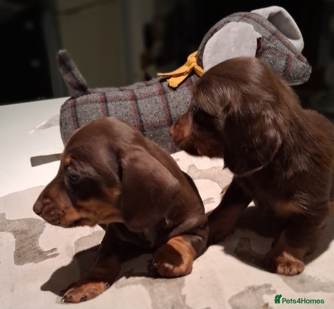 Miniature Dachshund dogs for sale: MINIATURE DASCHUND BOYS  - Advert 10