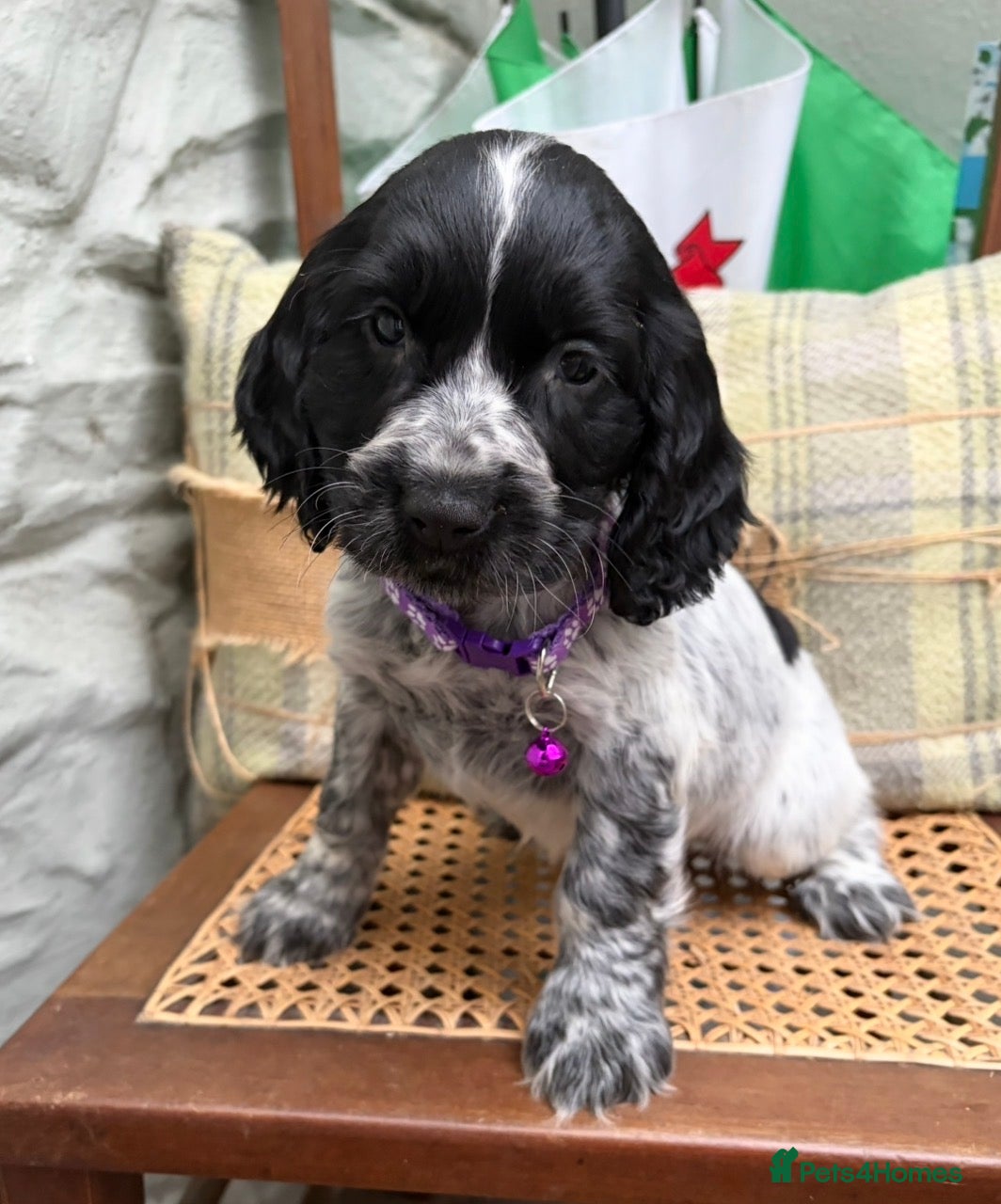 Cocker Spaniel dogs Adorable Show Type Cocker Spaniel puppies - Advert 2