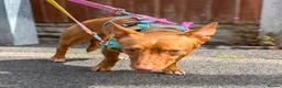 Mixed Breed dogs for adoption: Shadow - Podenco Maneto  in Birmingham - Advert 18