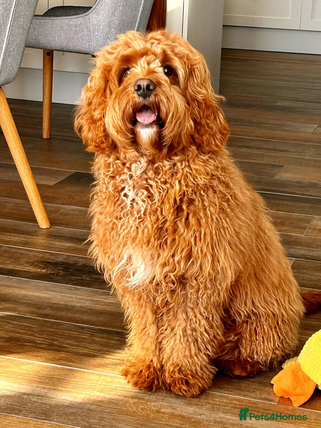 Cavapoo dogs for stud: Red Cavapoo Stud Dog  in Burnley - Advert 8