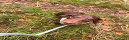 Dachshund dogs for sale: 5 month old male dauschand  - Advert 5