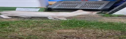 Bengal cats for sale: Pure Snow bengal  - Advert 7
