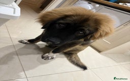 Caucasian Shepherd Dog dogs for sale: Male Caucasian Shepherd Puppy Champion Bloodlines - Image 1