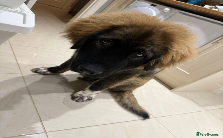 Caucasian Shepherd Dog dogs - Advert 1