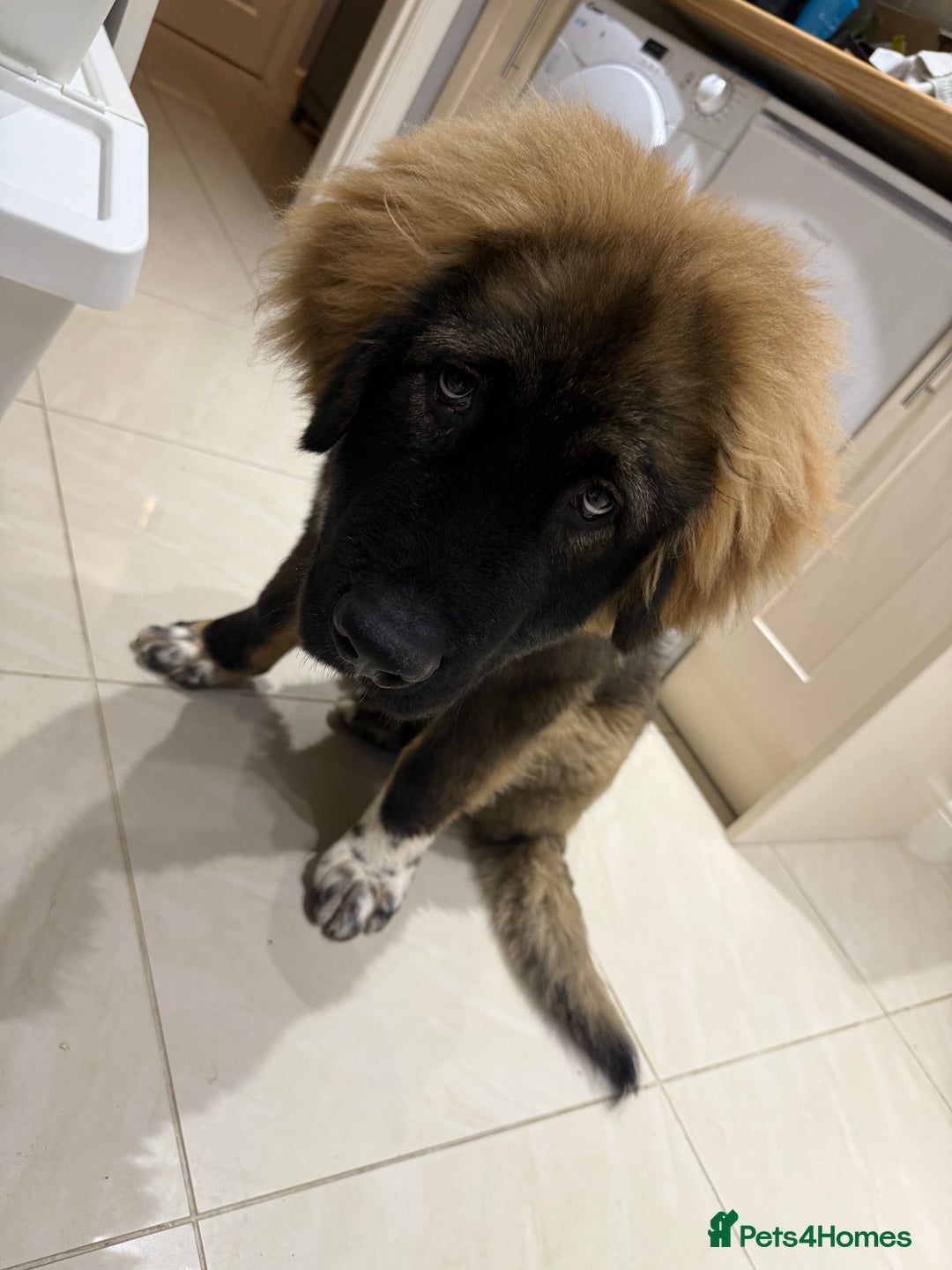 Caucasian Shepherd Dog dogs for sale: Male Caucasian Shepherd Puppy Champion Bloodlines - Image 1