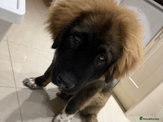 Caucasian Shepherd Dog dogs - Advert 28