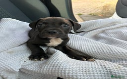 Mixed Breed dogs for sale: Staff x cane corso puppies - Image 9