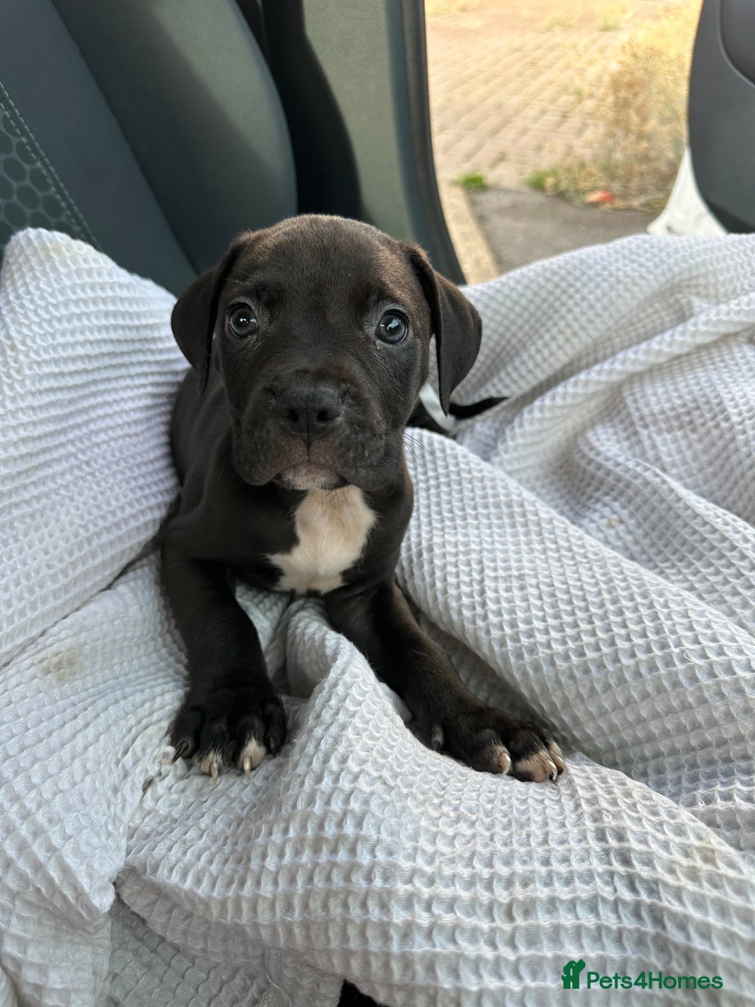 Mixed Breed dogs for sale: Staff x cane corso puppies - Image 9