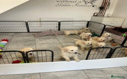 Golden Retriever dogs for sale: Wonderful happy golden retriever puppies  - Image 8